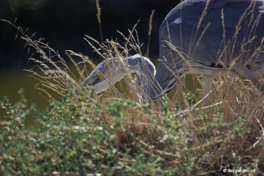 Airone cinerino alla Diaccia Botrona